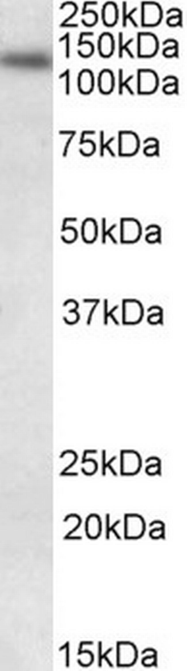 DNA Ligase I Antibody in Western Blot (WB)