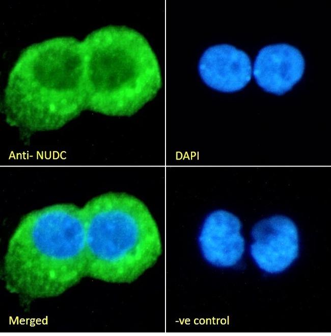 NUDC Antibody in Immunocytochemistry (ICC/IF)