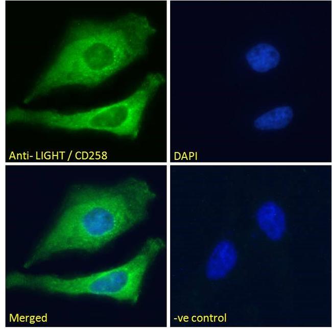 LIGHT Antibody in Immunocytochemistry (ICC/IF)