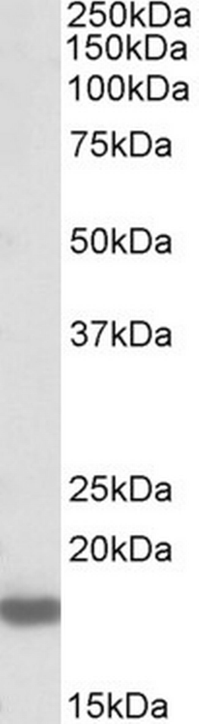 Pleiotrophin Antibody in Western Blot (WB)