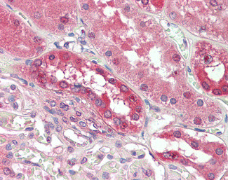 PDE1A Antibody in Immunohistochemistry (Paraffin) (IHC (P))