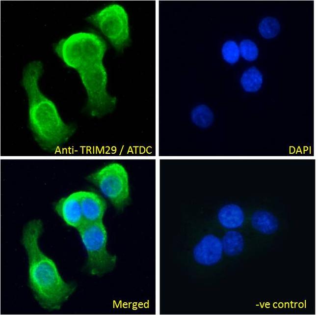 TRIM29 Antibody in Immunocytochemistry (ICC/IF)