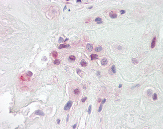 PON2 Antibody in Immunohistochemistry (Paraffin) (IHC (P))