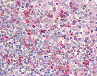 LAIR1 Antibody in Immunohistochemistry (Paraffin) (IHC (P))