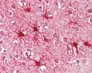 GluD1/GluD2 Antibody in Immunohistochemistry (Paraffin) (IHC (P))