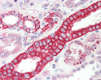 DCUN1D1 Antibody in Immunohistochemistry (Paraffin) (IHC (P))