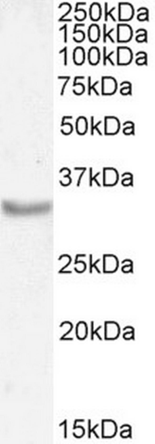 Myogenin Antibody in Western Blot (WB)