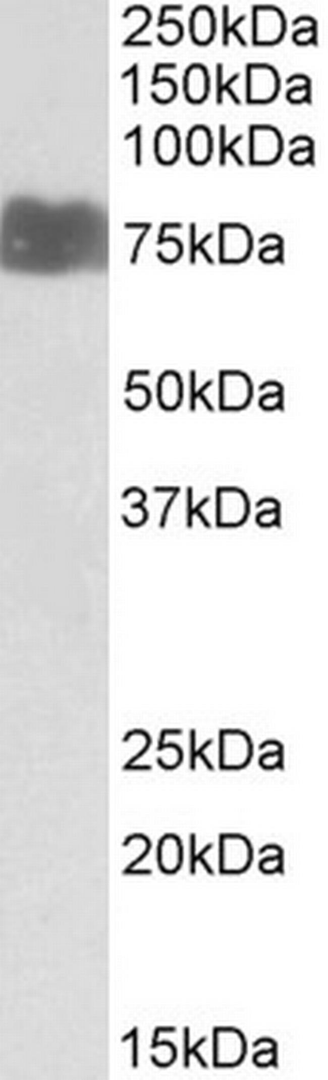 LARGE Antibody in Western Blot (WB)