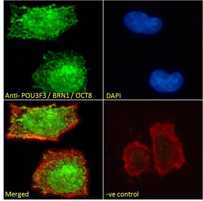 POU3F3 Antibody in Immunocytochemistry (ICC/IF)