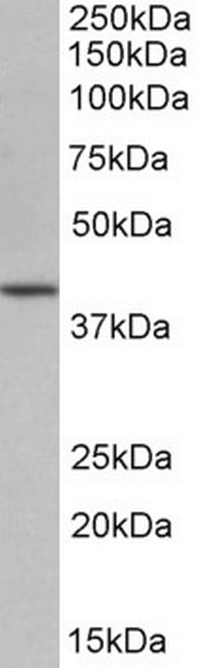 OCT4 Antibody in Western Blot (WB)