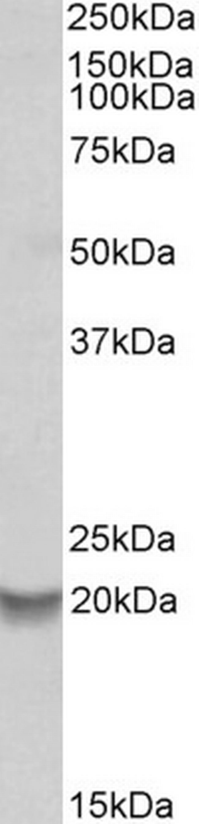 BCL2A1 Antibody in Western Blot (WB)