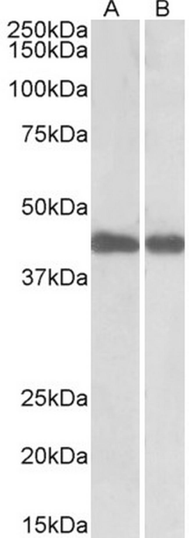 IDH1 Antibody in Western Blot (WB)