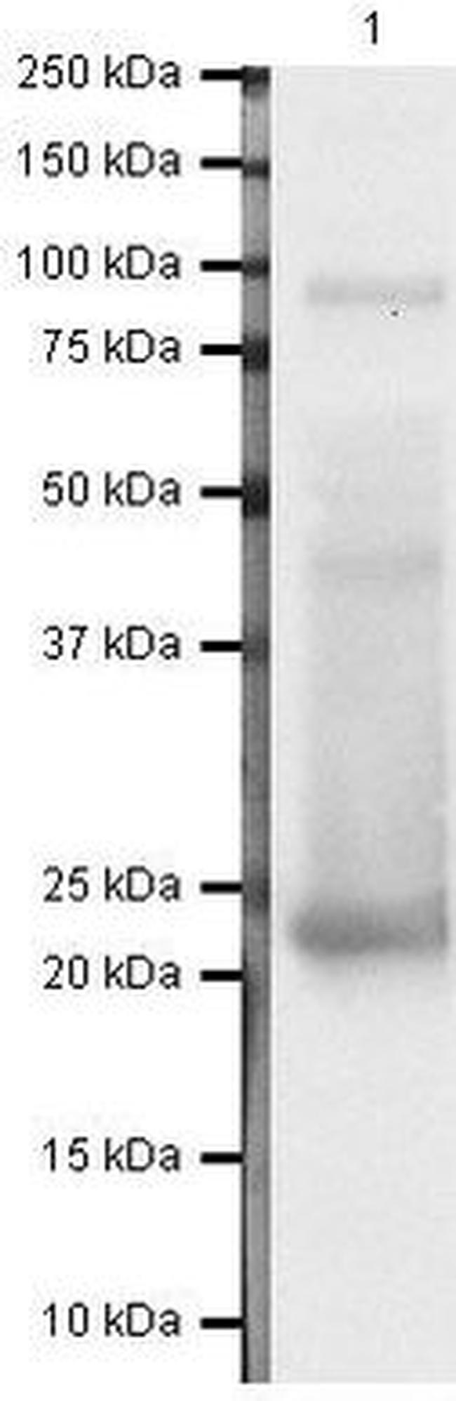 SHH Antibody in Western Blot (WB)