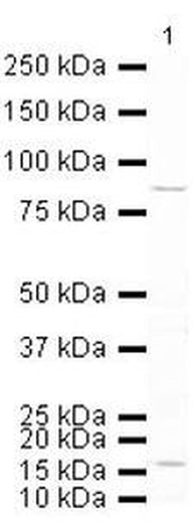 FOXO3A Antibody in Western Blot (WB)