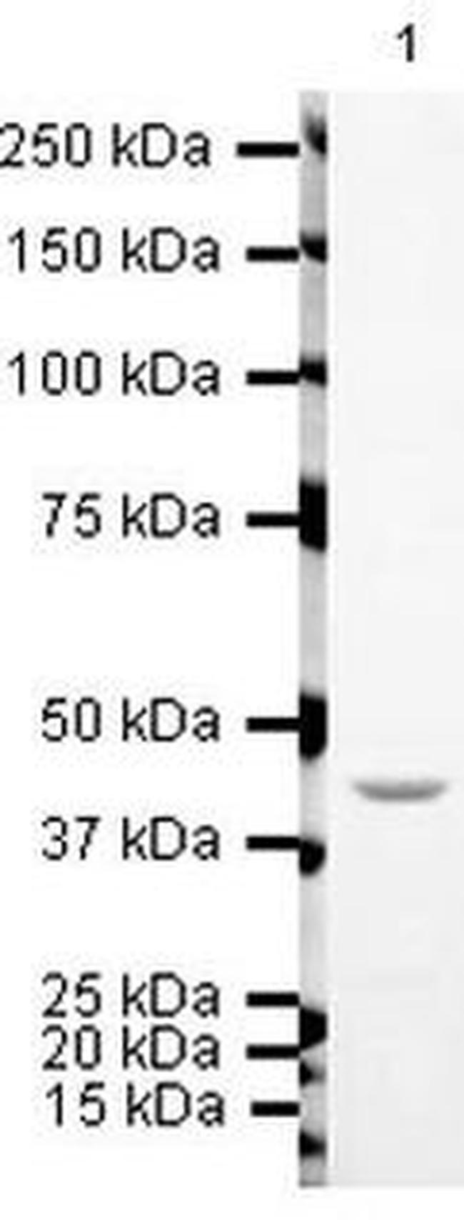 TIP60 Antibody in Western Blot (WB)