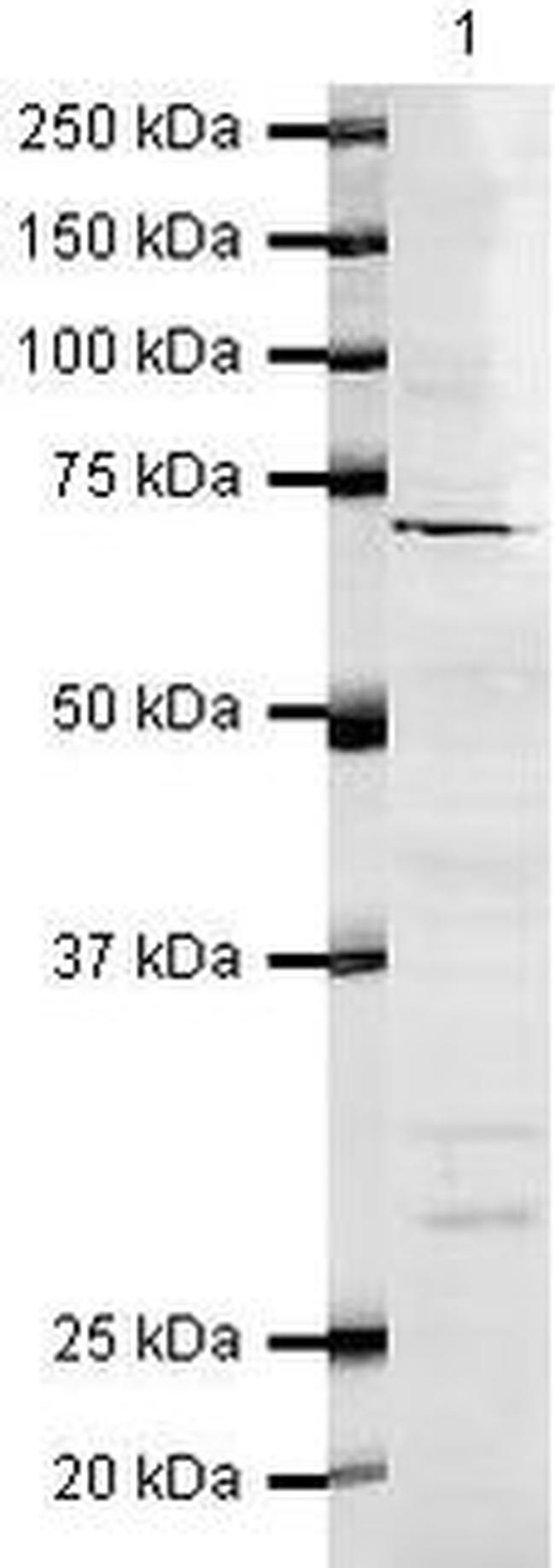 CRG-L2 Antibody in Western Blot (WB)