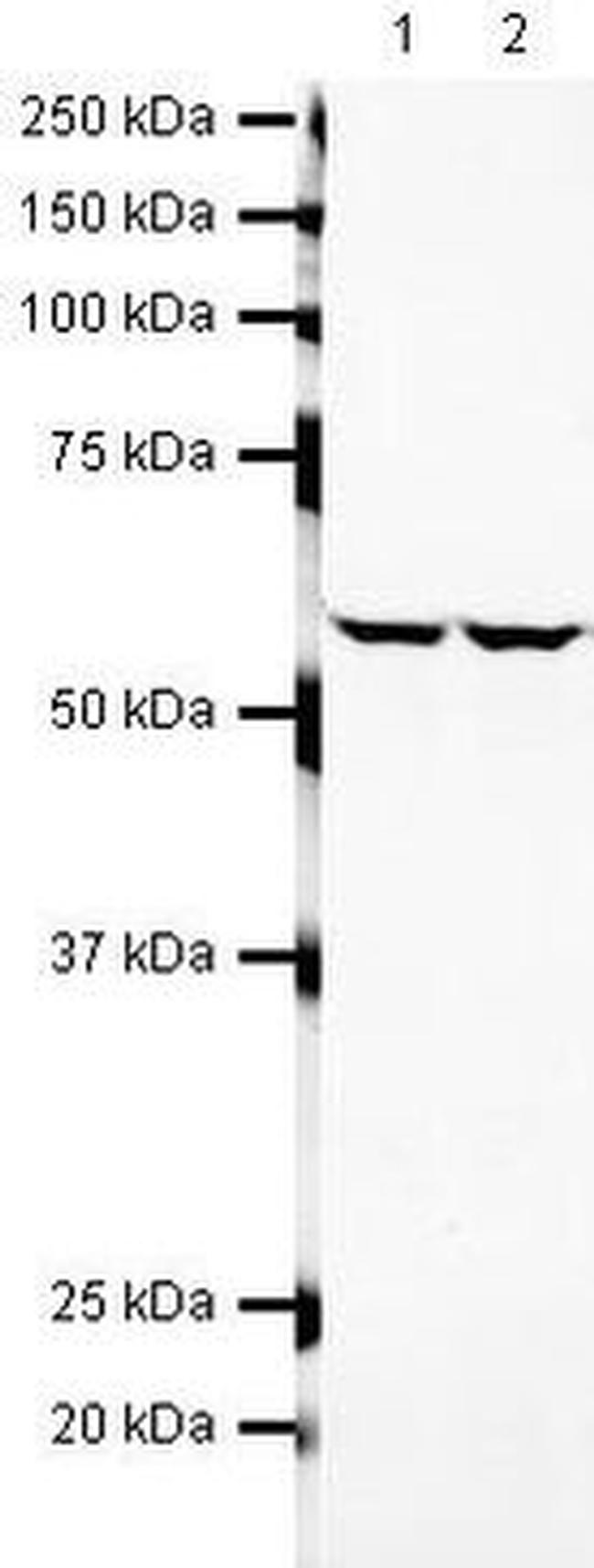 PRP19 Antibody in Western Blot (WB)