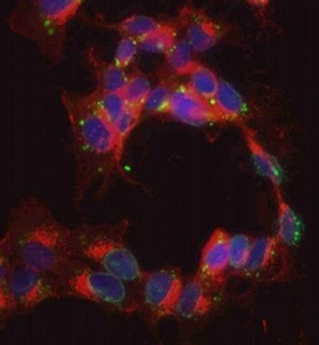 CAPS1 Antibody in Immunocytochemistry (ICC/IF)