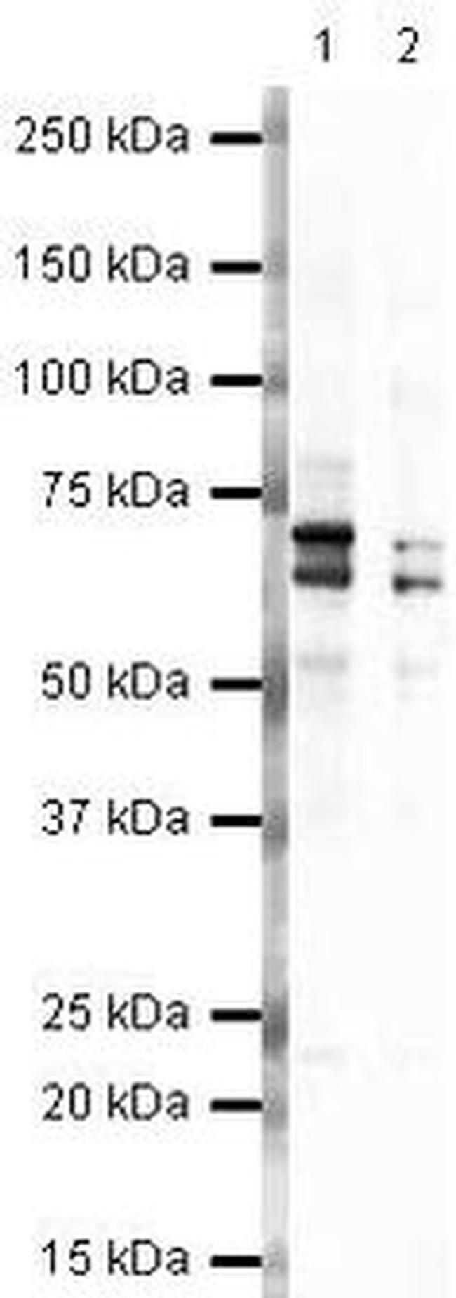 NUMBL Antibody in Western Blot (WB)