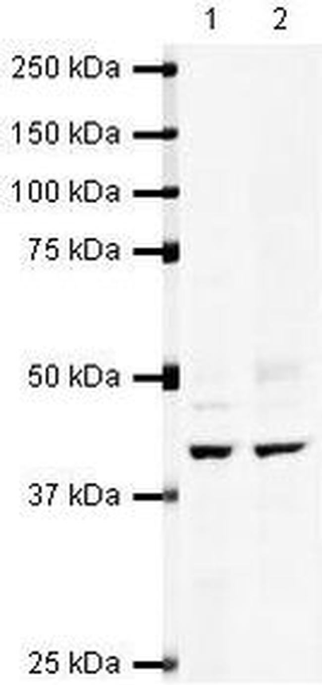 IHH Antibody in Western Blot (WB)