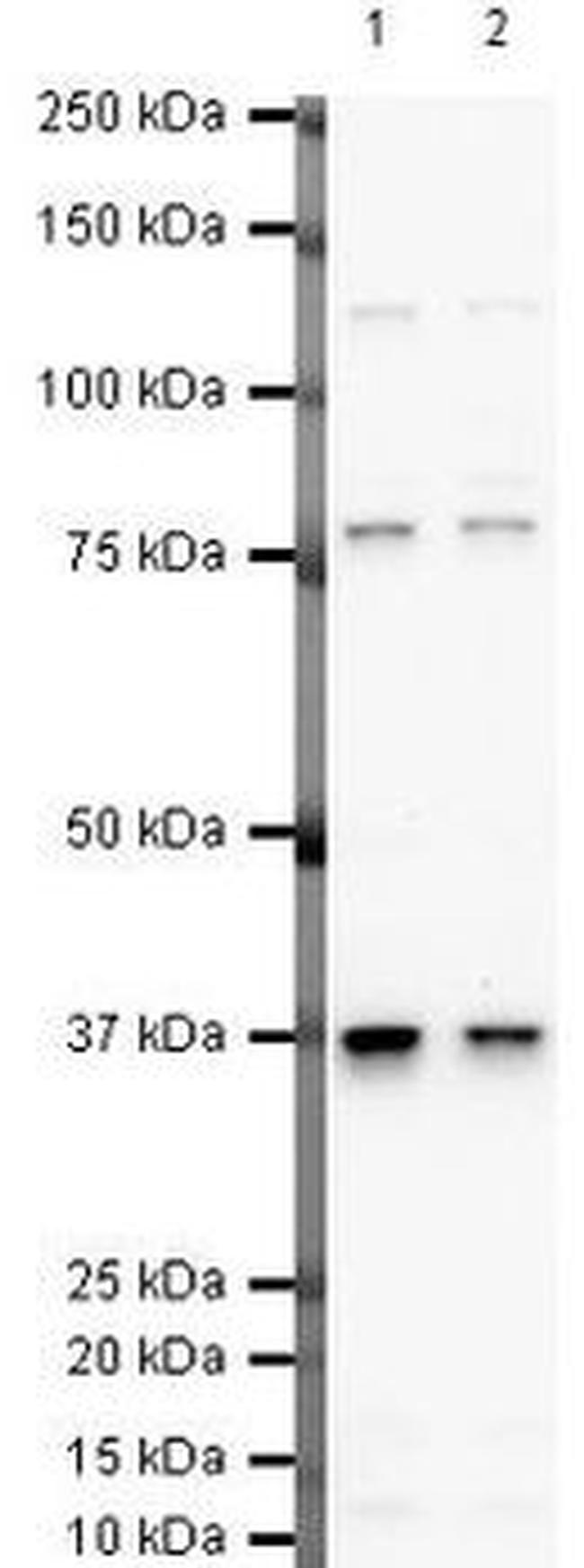 Follistatin Antibody in Western Blot (WB)