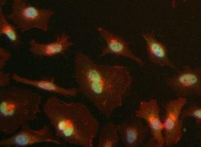 MAML1 Antibody in Immunocytochemistry (ICC/IF)