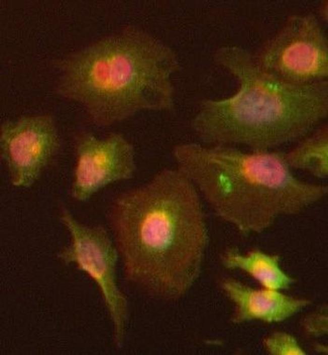 Dynamin 2 Antibody in Immunocytochemistry (ICC/IF)