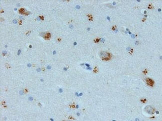 AVP Antibody in Immunohistochemistry (Paraffin) (IHC (P))