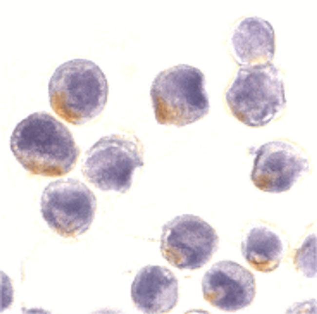 STAT1 Antibody in Immunocytochemistry (ICC/IF)