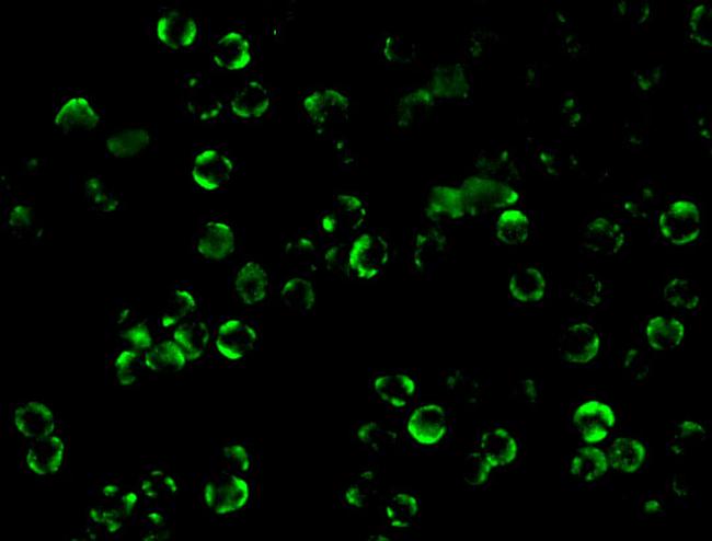 IKK beta Antibody in Immunocytochemistry (ICC/IF)