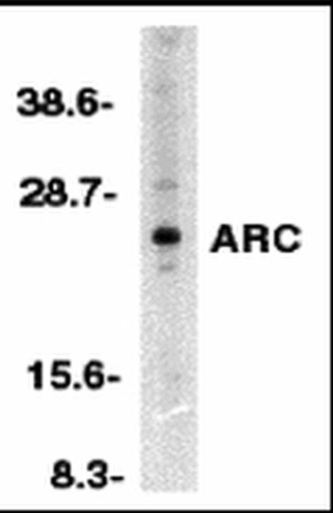 ARC Antibody in Western Blot (WB)