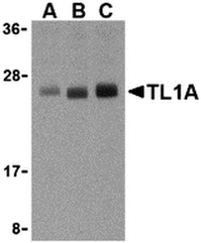 TL1A Antibody in Western Blot (WB)