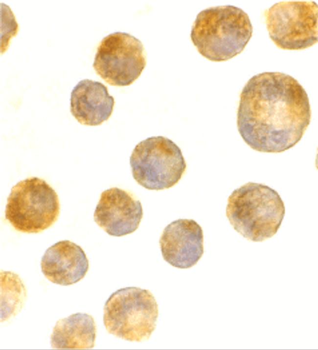 TLR4 Antibody in Immunocytochemistry (ICC/IF)