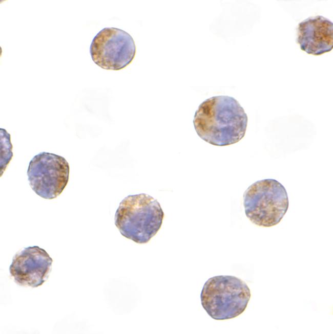 TICAM2 Antibody in Immunocytochemistry (ICC/IF)