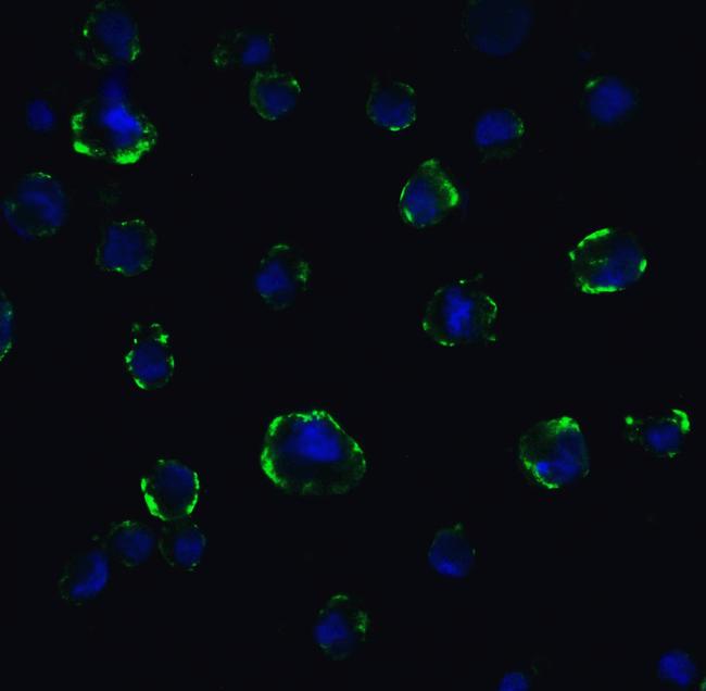 ACE2 Antibody in Immunocytochemistry (ICC/IF)