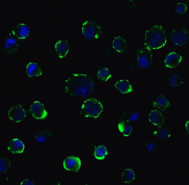 ACE2 Antibody in Immunocytochemistry (ICC/IF)