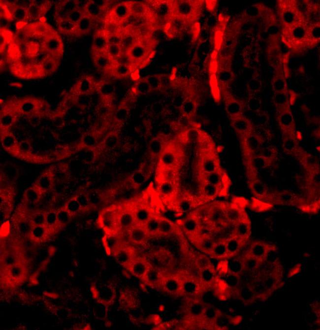 IRF3 Antibody in Immunocytochemistry (ICC/IF)