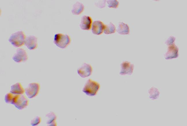 Caspase 2 Antibody in Immunocytochemistry (ICC/IF)