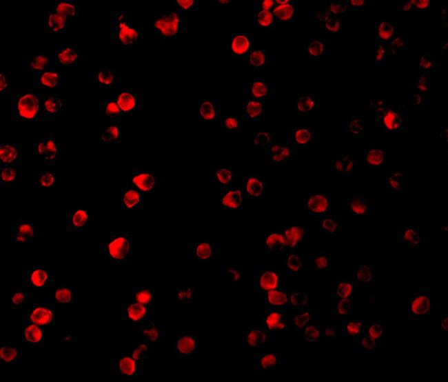 Raptor Antibody in Immunocytochemistry (ICC/IF)