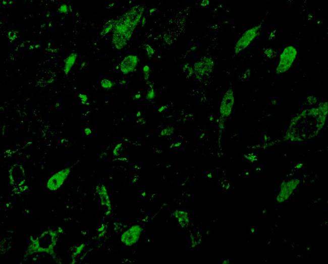 GBL Antibody in Immunocytochemistry (ICC/IF)