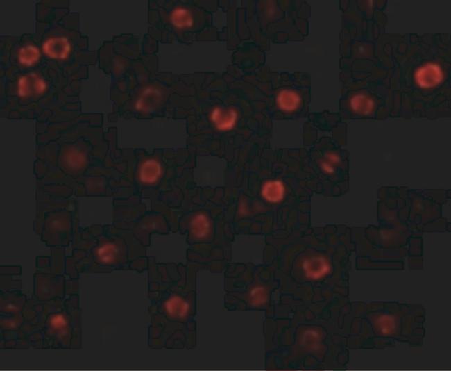 H-cadherin Antibody in Immunocytochemistry (ICC/IF)