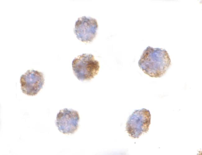 GITRL Antibody in Immunocytochemistry (ICC/IF)