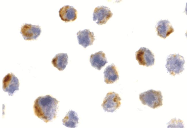 Bit1 Antibody in Immunocytochemistry (ICC/IF)