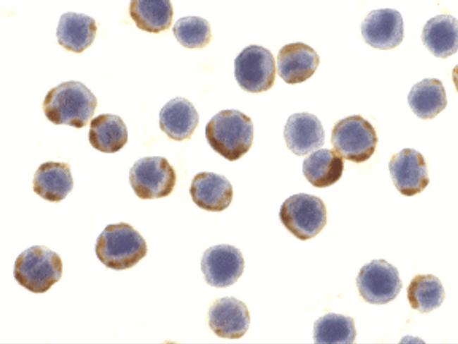 ATG7 Antibody in Immunocytochemistry (ICC/IF)