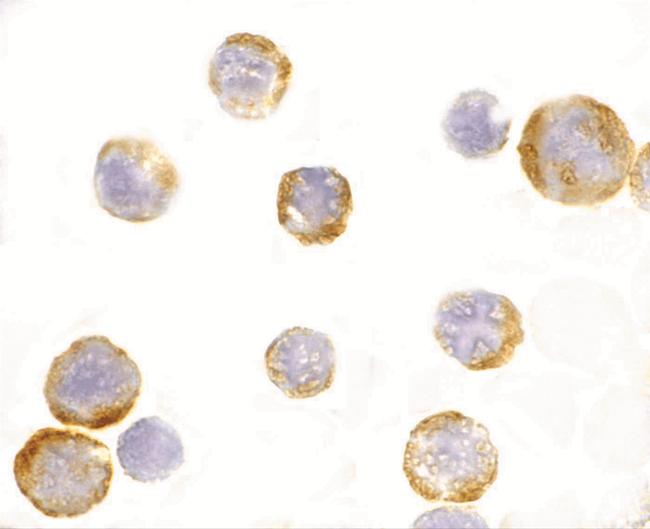 TLR3 Antibody in Immunocytochemistry (ICC/IF)