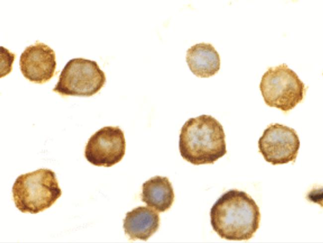 TLR5 Antibody in Immunocytochemistry (ICC/IF)