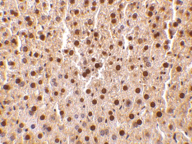 TRAF2 Antibody in Immunohistochemistry (IHC)