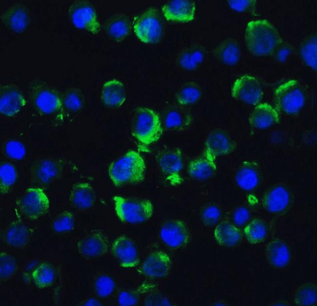 TRAF2 Antibody in Immunocytochemistry (ICC/IF)