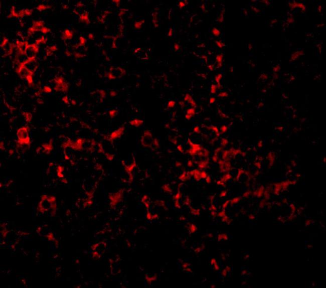 TLR9 Antibody in Immunocytochemistry (ICC/IF)