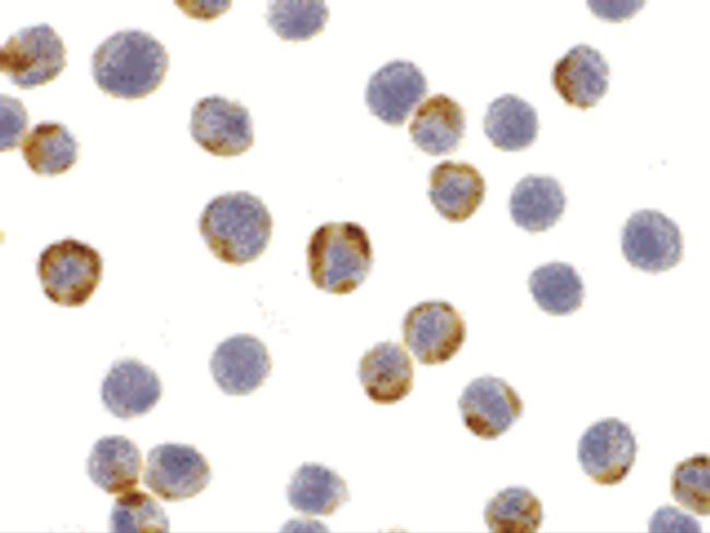 XBP1 Antibody in Immunocytochemistry (ICC/IF)